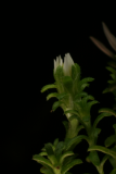 Aster ericoides f. prostratus 'Snow Flurry' RCP10-07 051.jpg